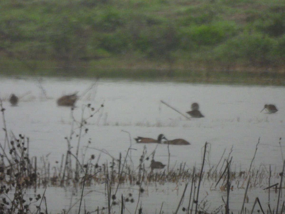 Blue-winged Teal - ML645826290