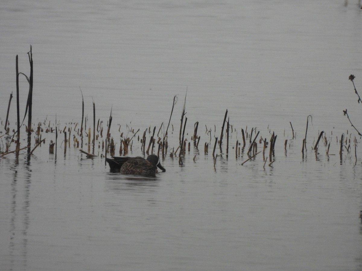 Blue-winged Teal - ML645826291