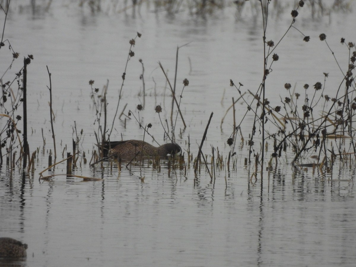 Blue-winged Teal - ML645826292