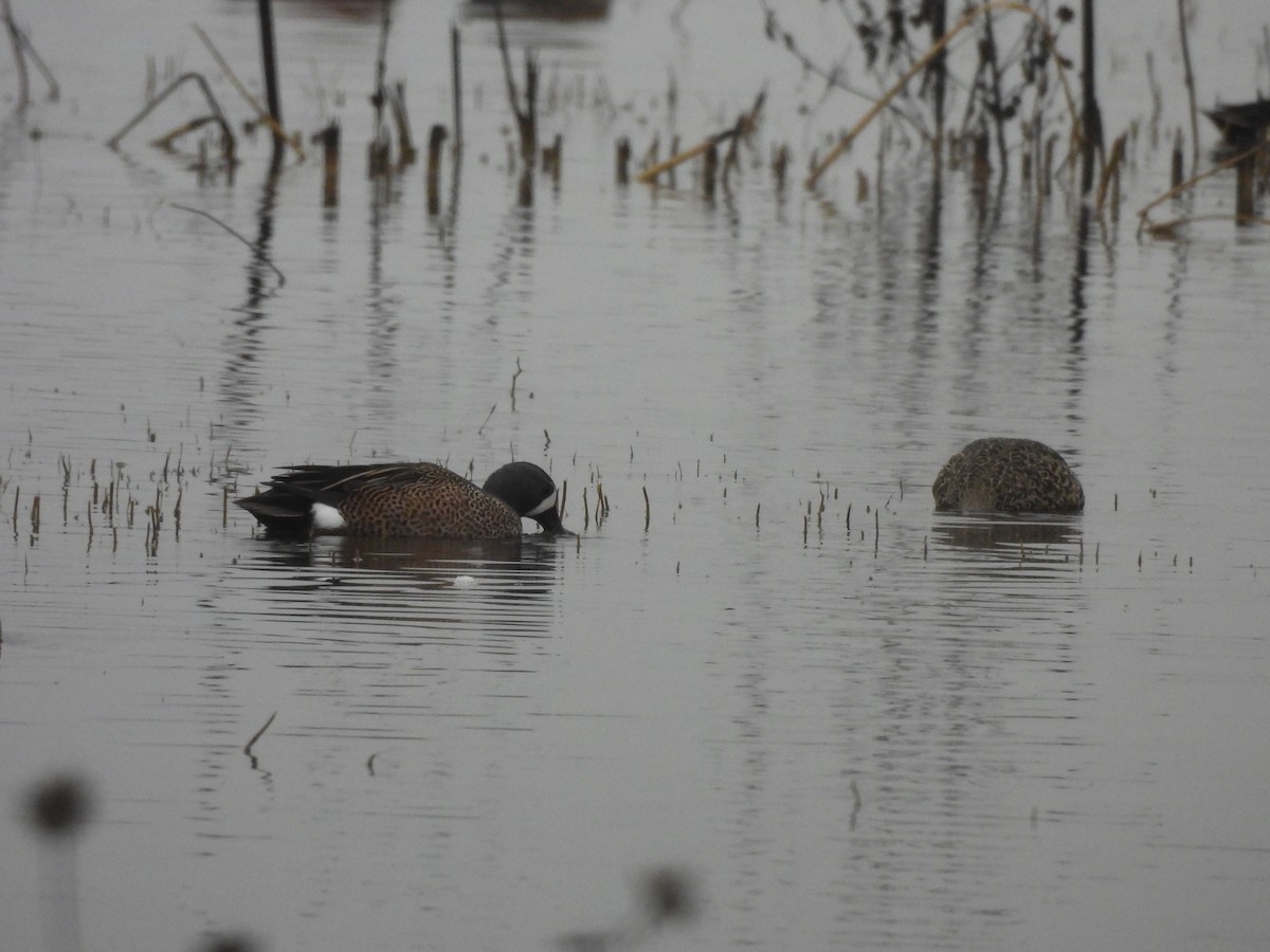 Blue-winged Teal - ML645826293