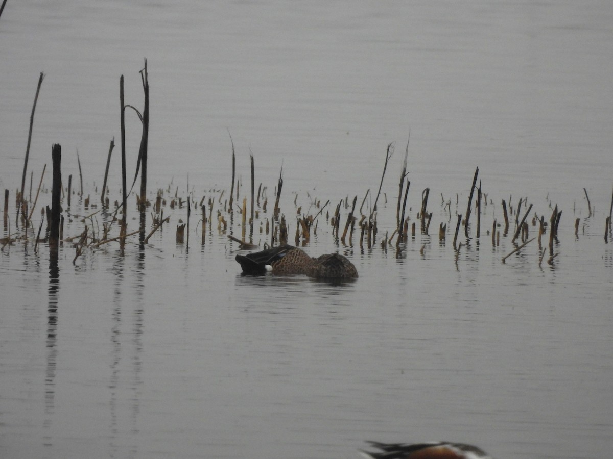Blue-winged Teal - ML645826294