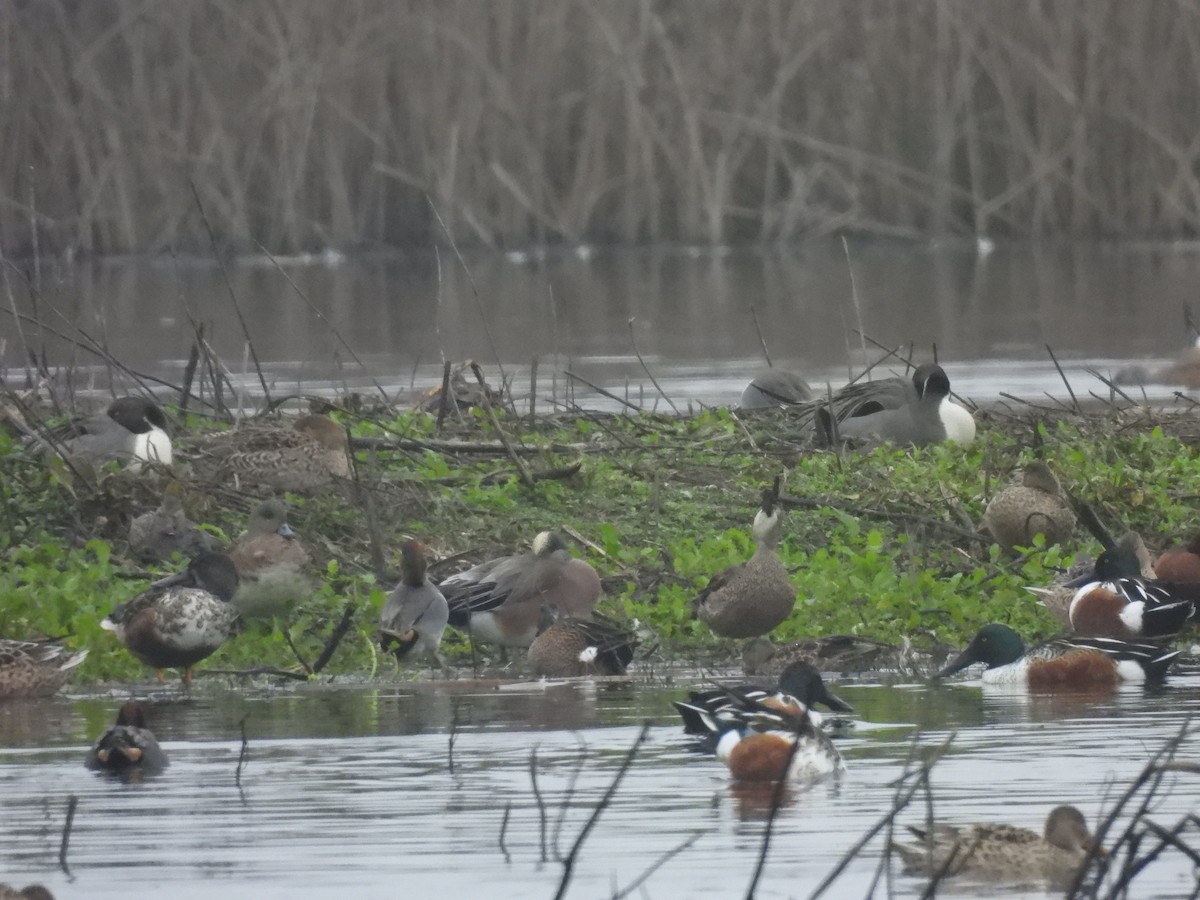 Blue-winged Teal - ML645826295