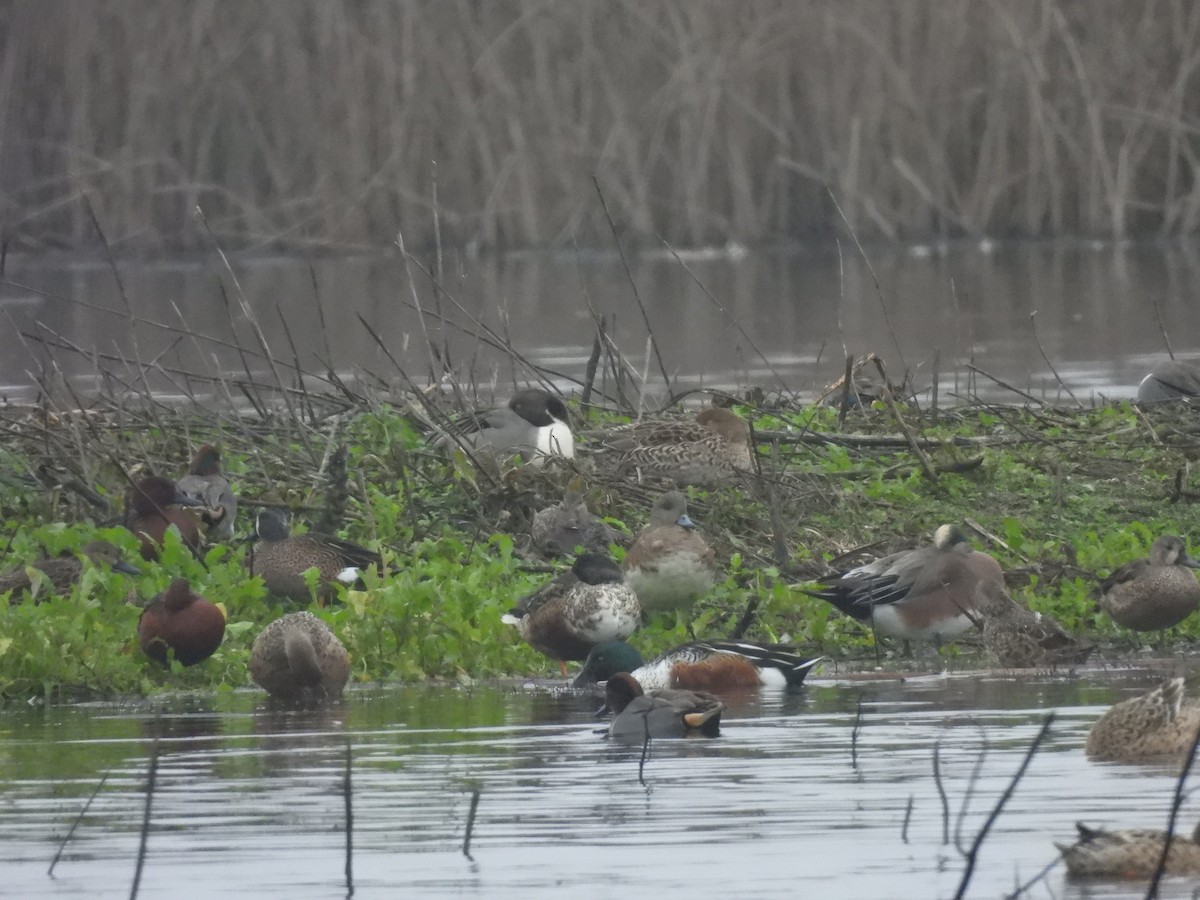 Blue-winged Teal - ML645826296