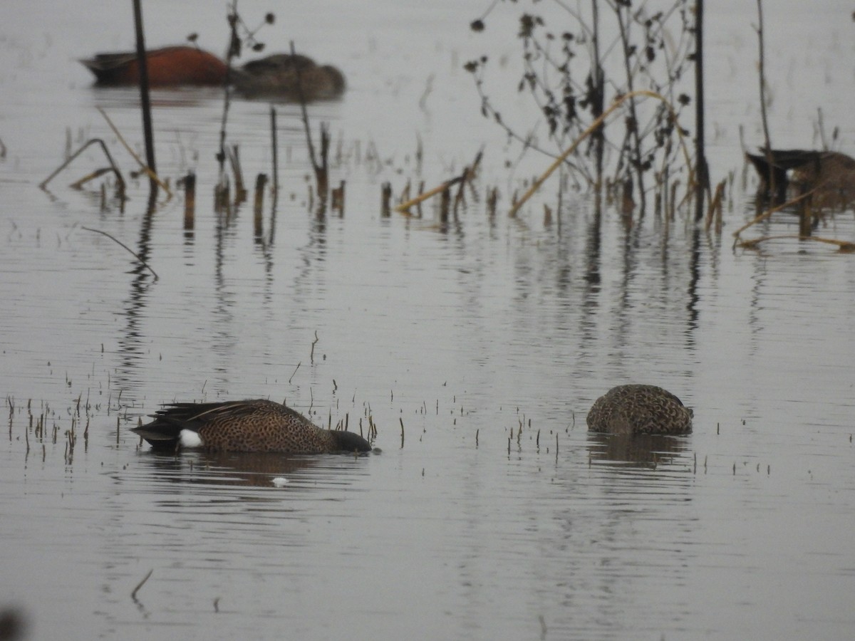 Blue-winged Teal - ML645826297
