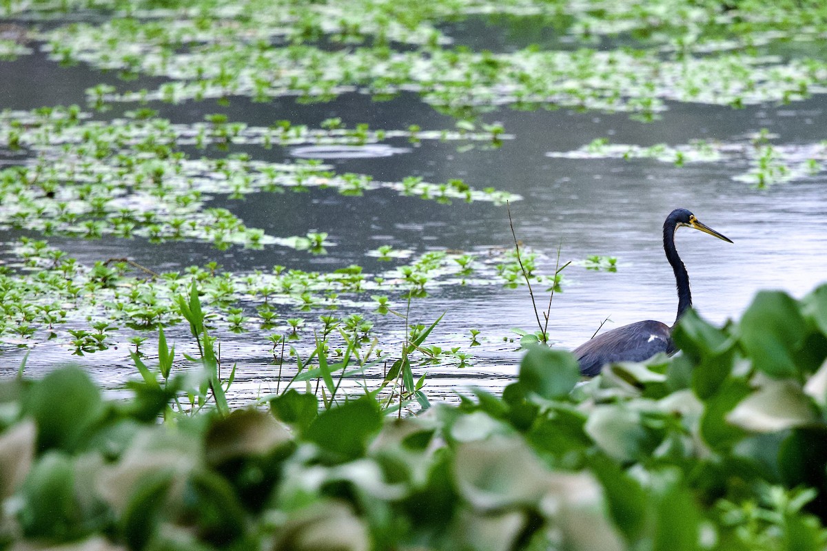 Tricolored Heron - ML645826302