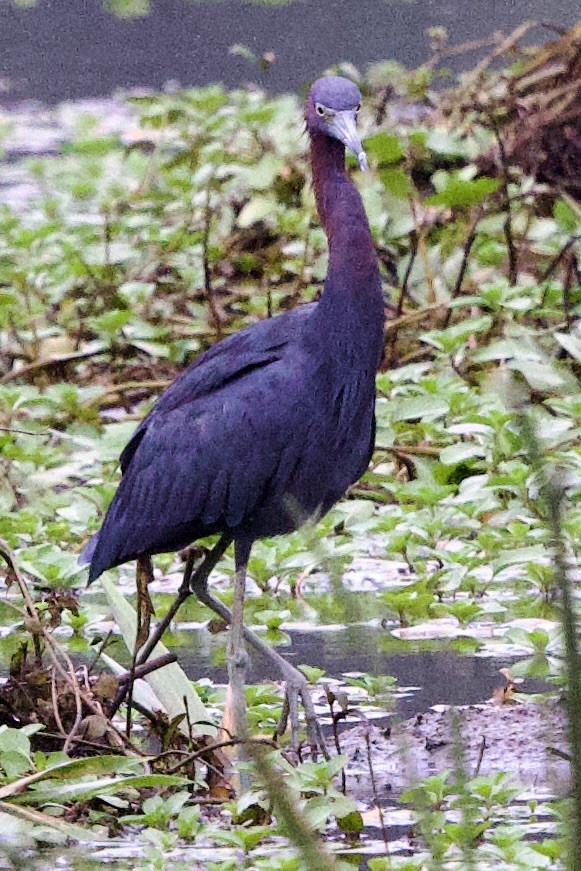 Little Blue Heron - ML645826303