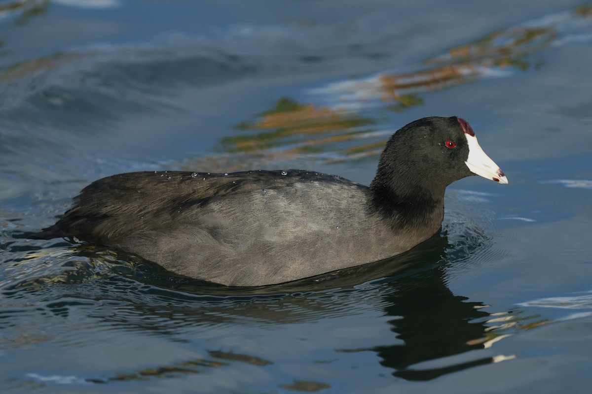 American Coot - ML645826320