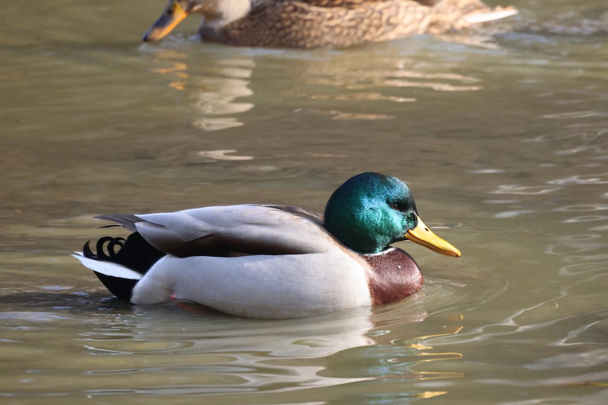 stokkand - ML645826321