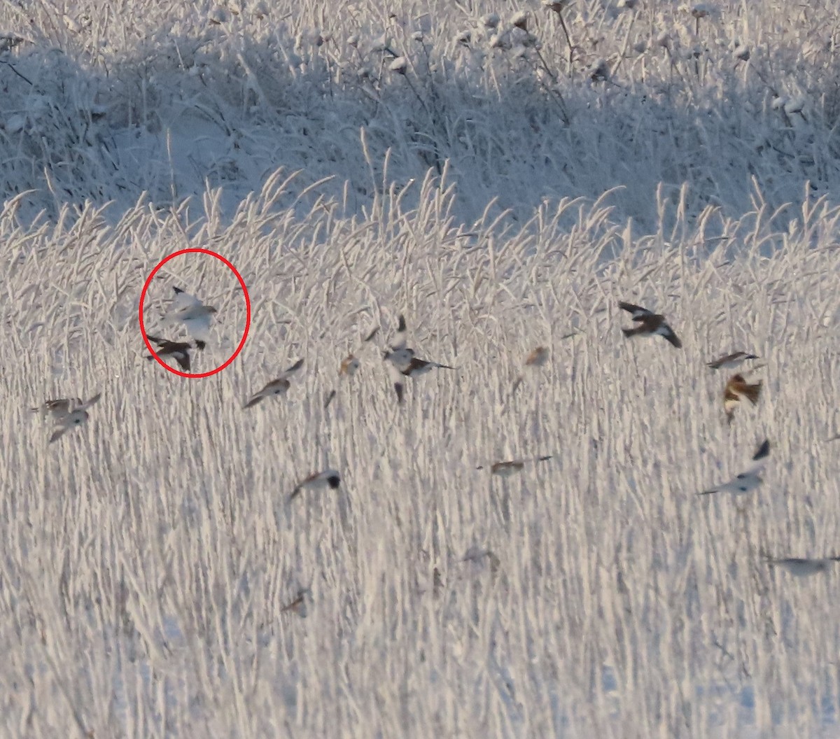 ベーリングユキホオジロ - ML645826328