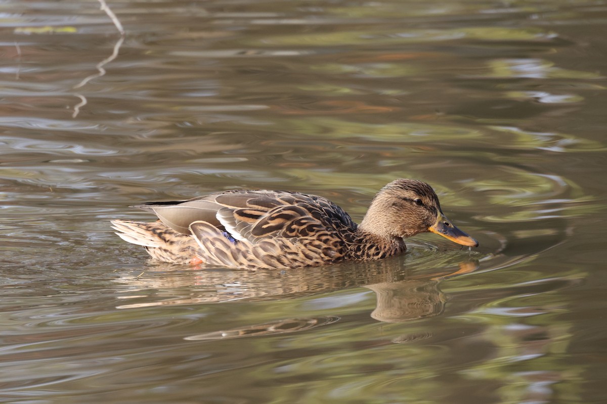 stokkand - ML645826329