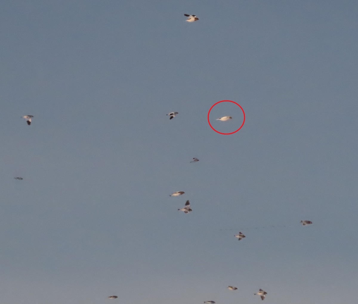 ベーリングユキホオジロ - ML645826330