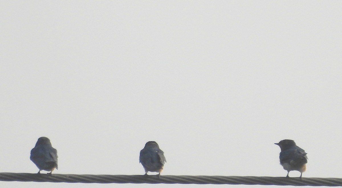 Ластівка сільська - ML645826331