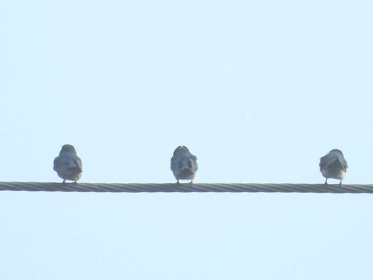 Ластівка сільська - ML645826332