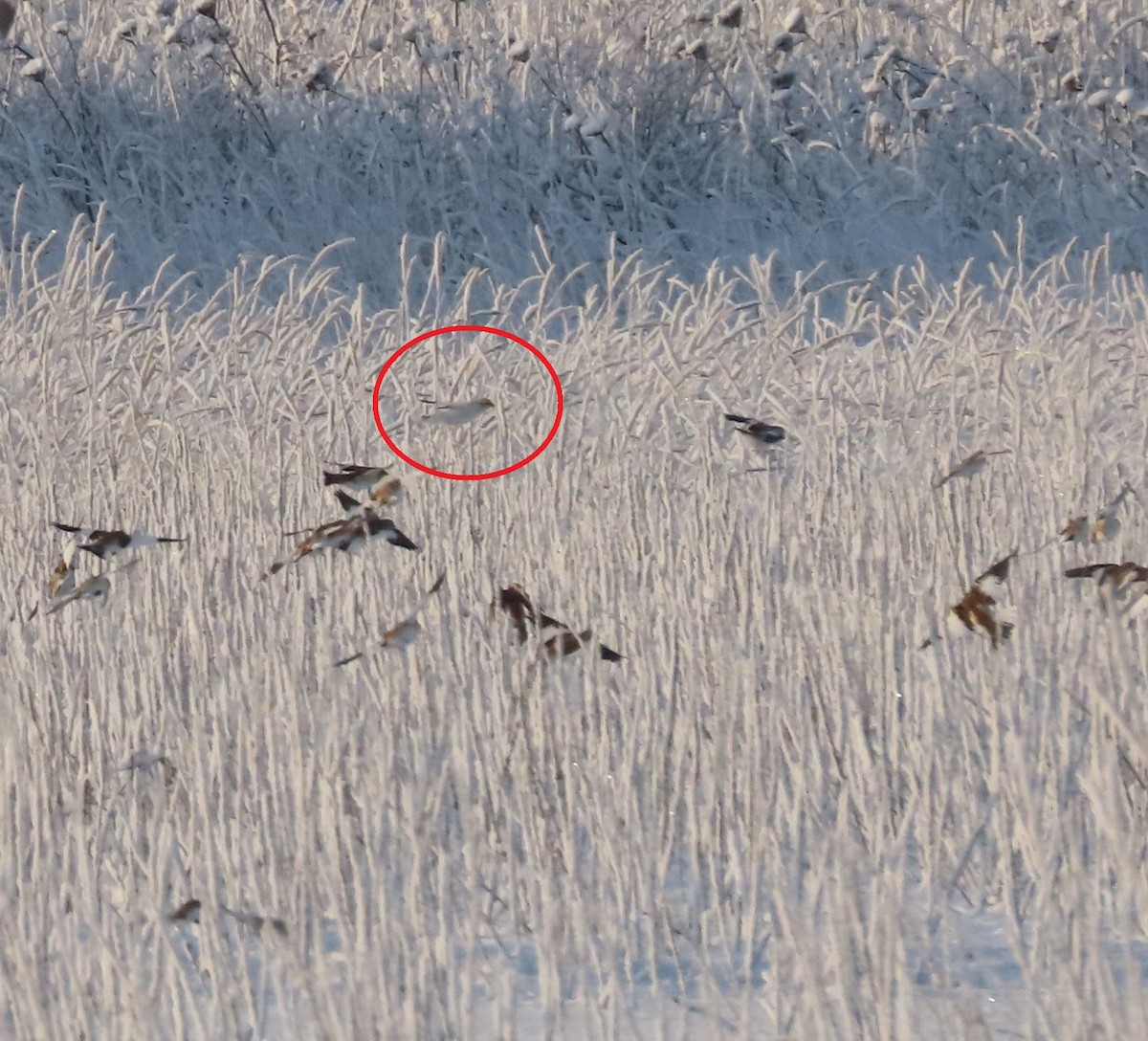 ベーリングユキホオジロ - ML645826333