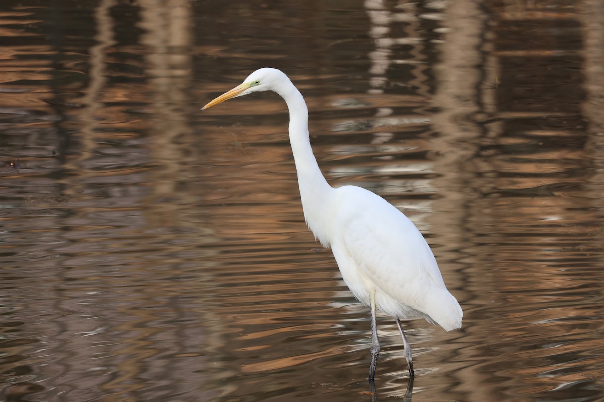 egretthegre - ML645826334