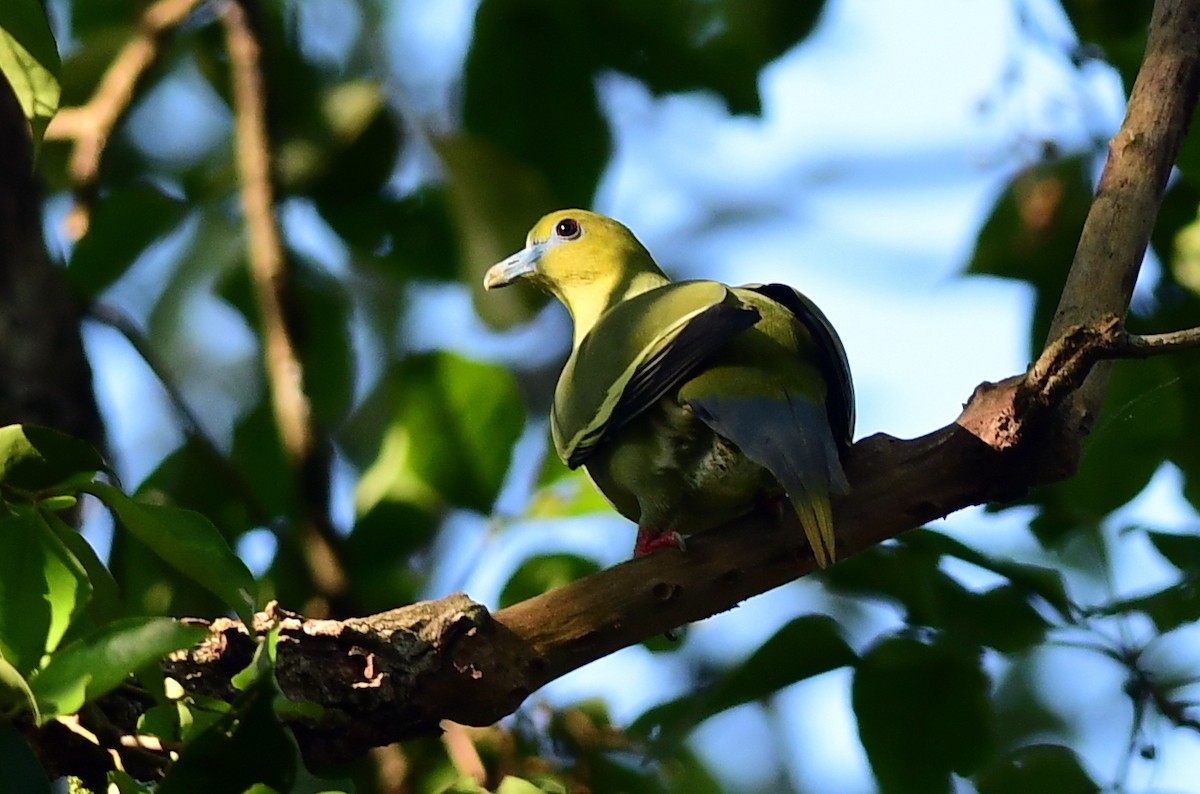 Pin-tailed Green-Pigeon - ML645826335