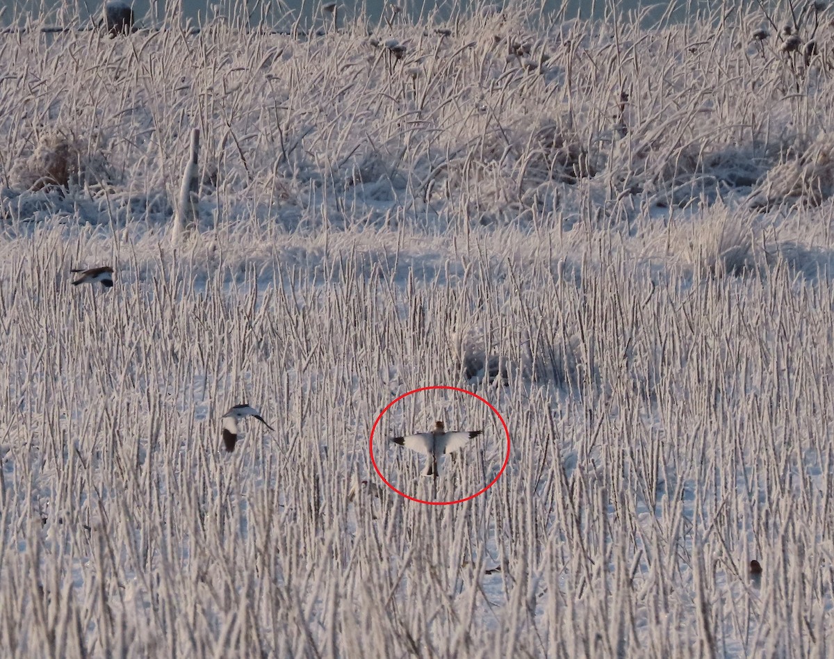 ベーリングユキホオジロ - ML645826336