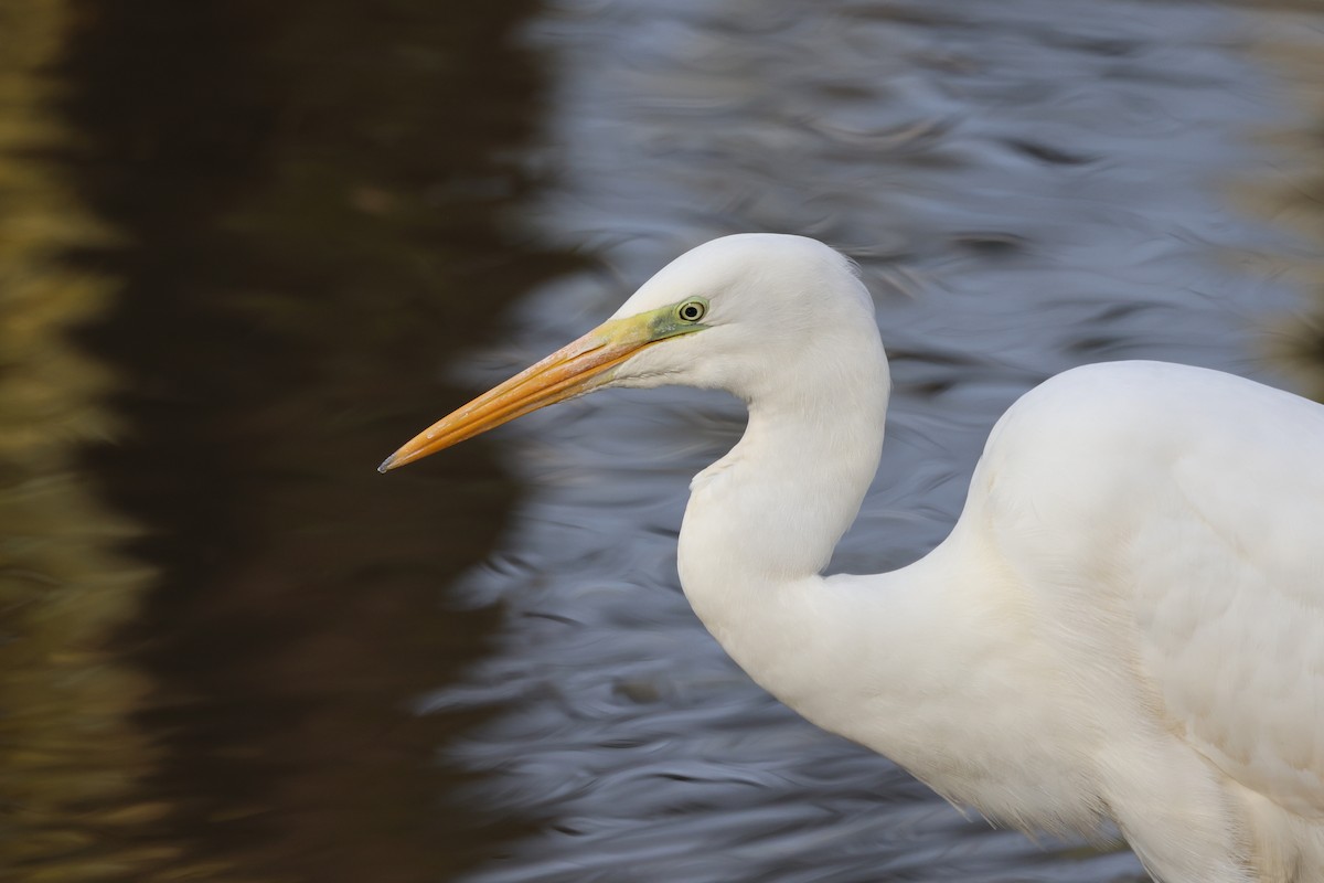 egretthegre - ML645826337