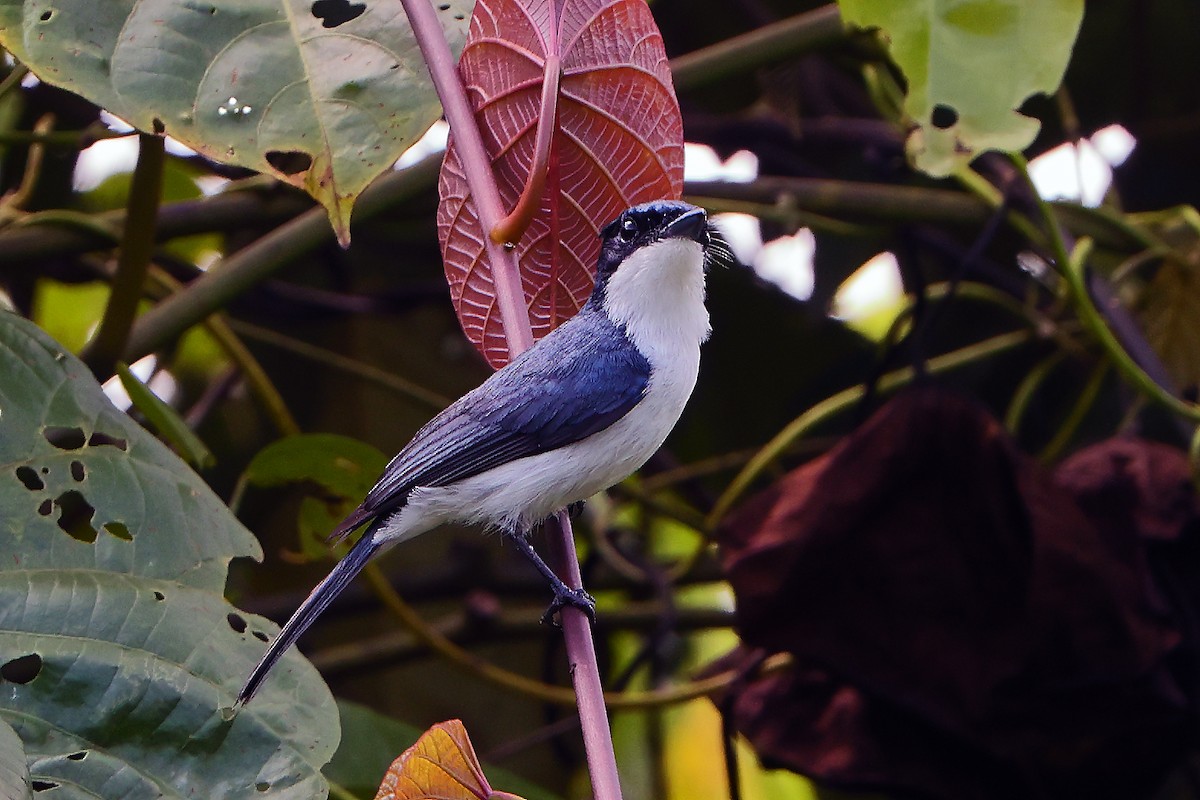 Moluccan Flycatcher - ML645826338