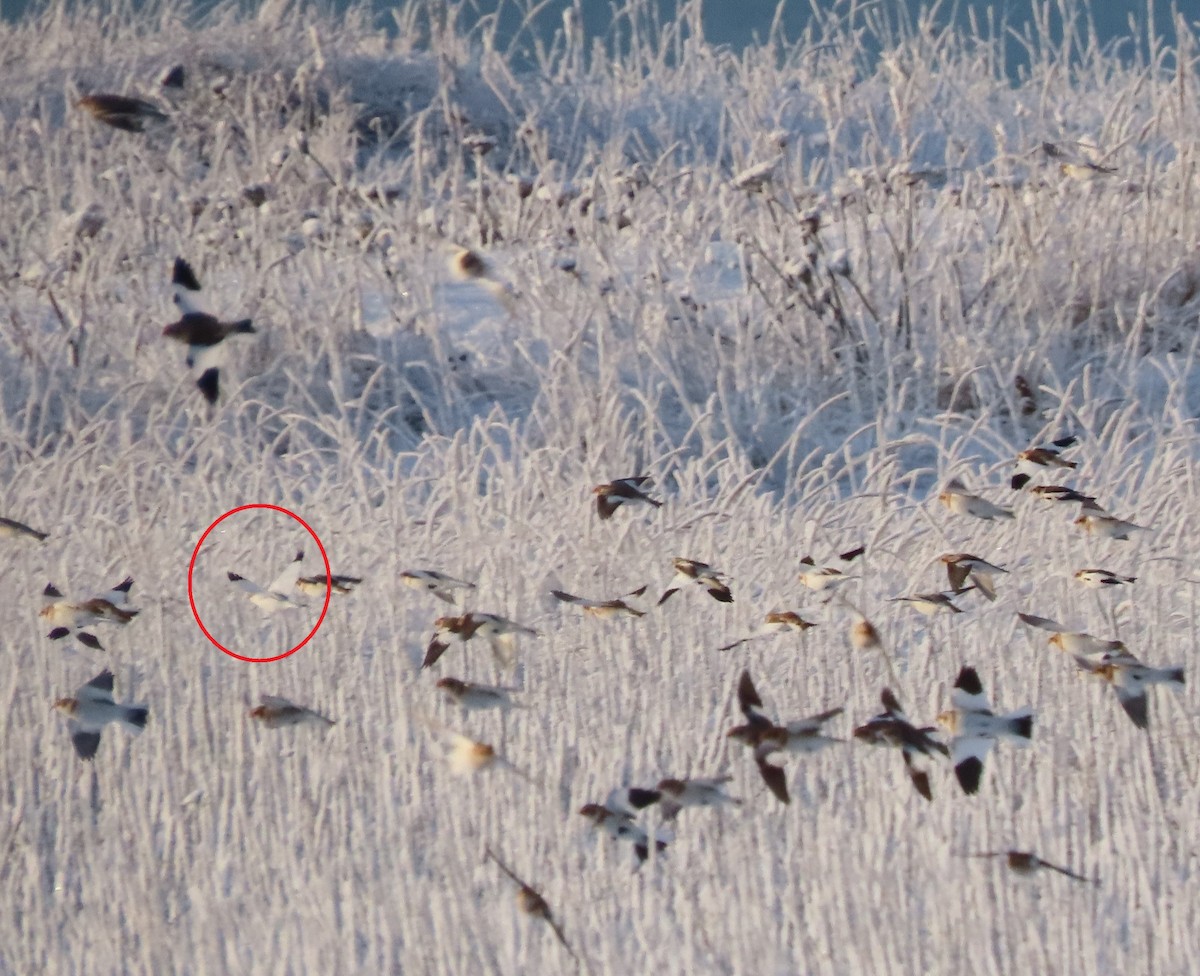 ベーリングユキホオジロ - ML645826340