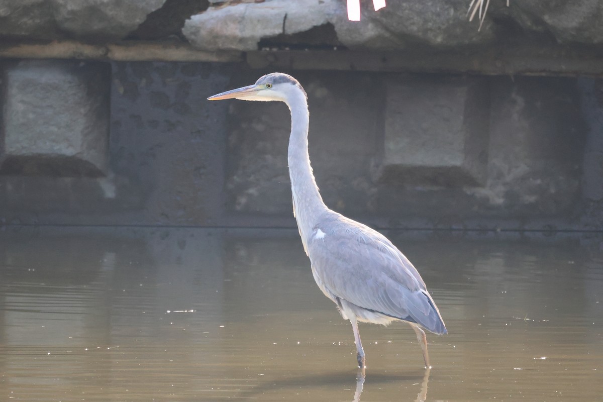 gråhegre - ML645826342