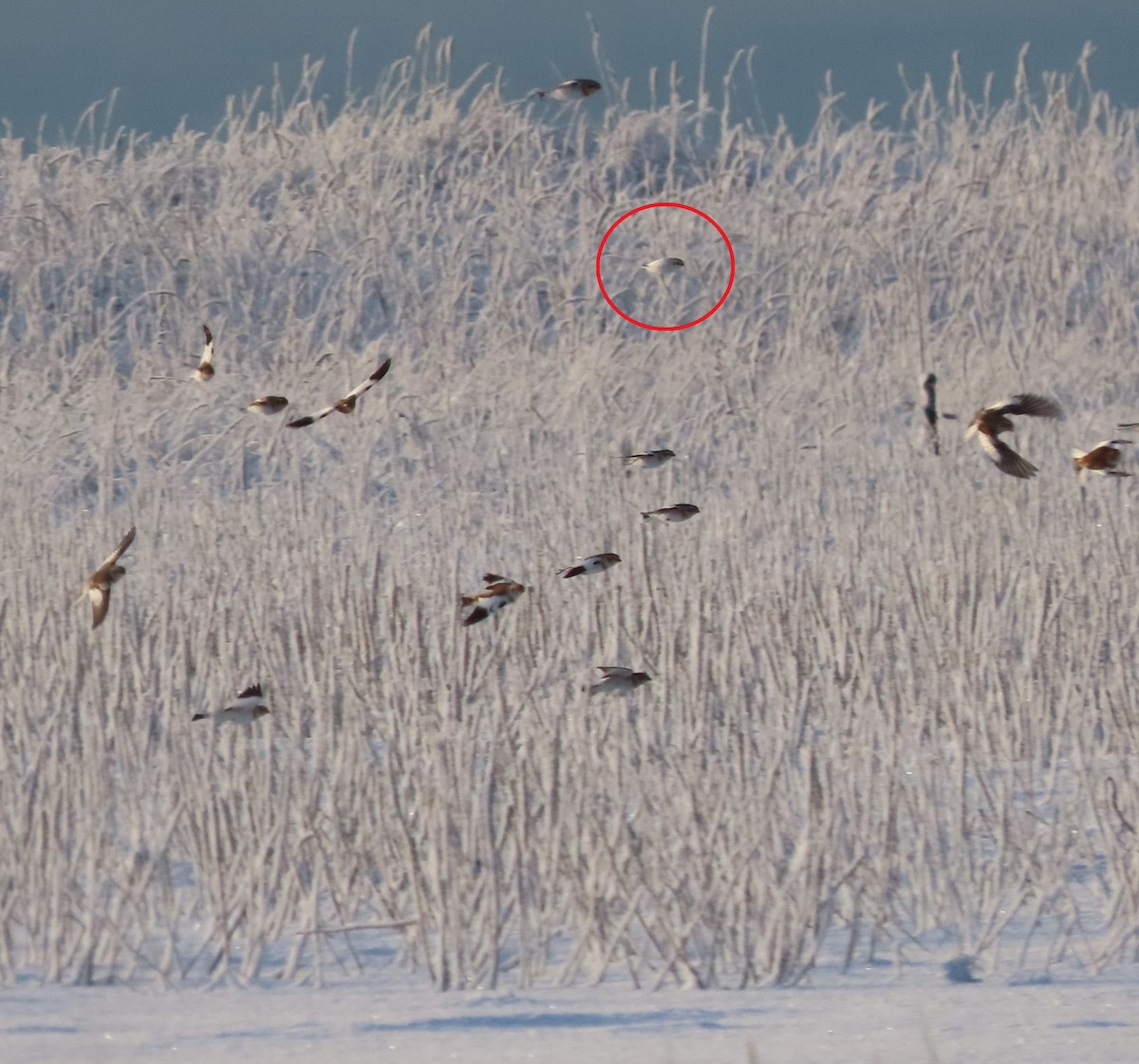 ベーリングユキホオジロ - ML645826343