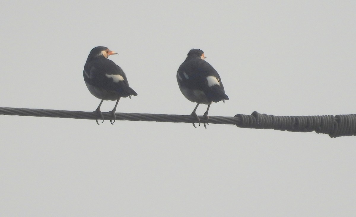 Indian Pied Starling - ML645826344