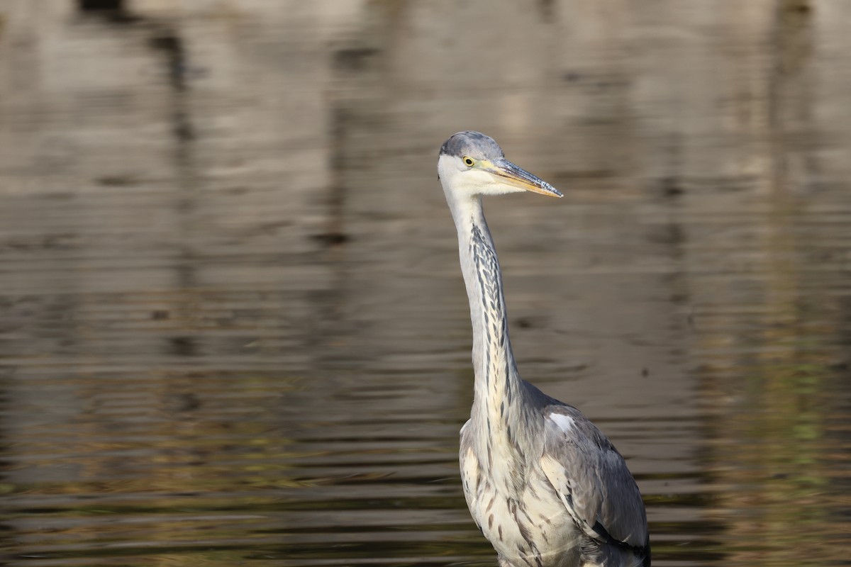 gråhegre - ML645826346