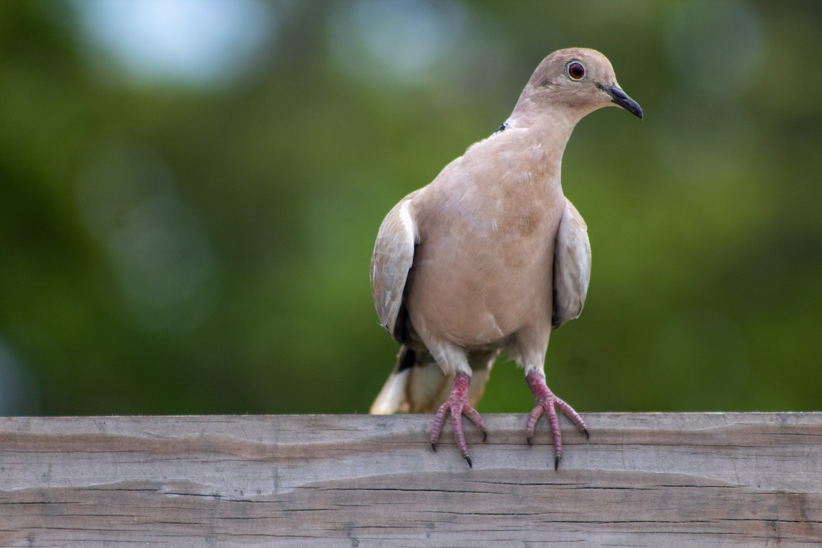 Türkentaube - ML645826354