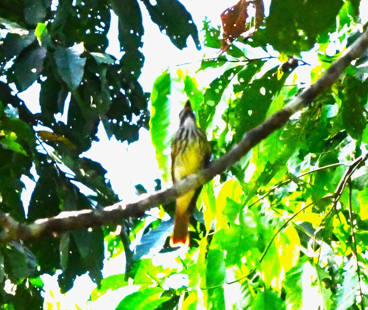 Sulphur-bellied Flycatcher - ML645826355