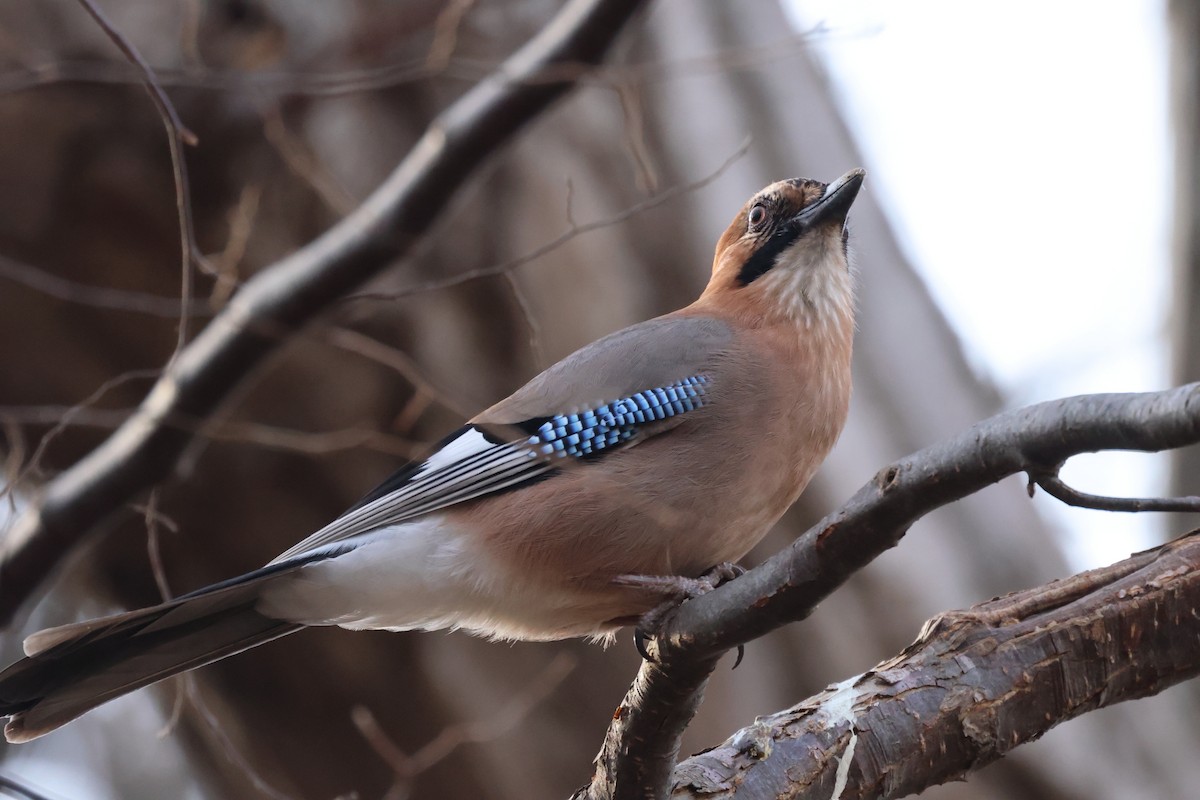 Eichelhäher [brandtii-Gruppe] - ML645826356