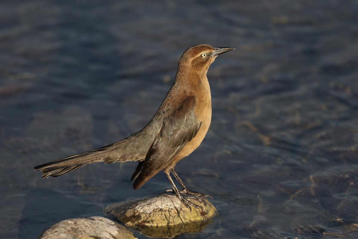 Großschwanzgrackel - ML645826357