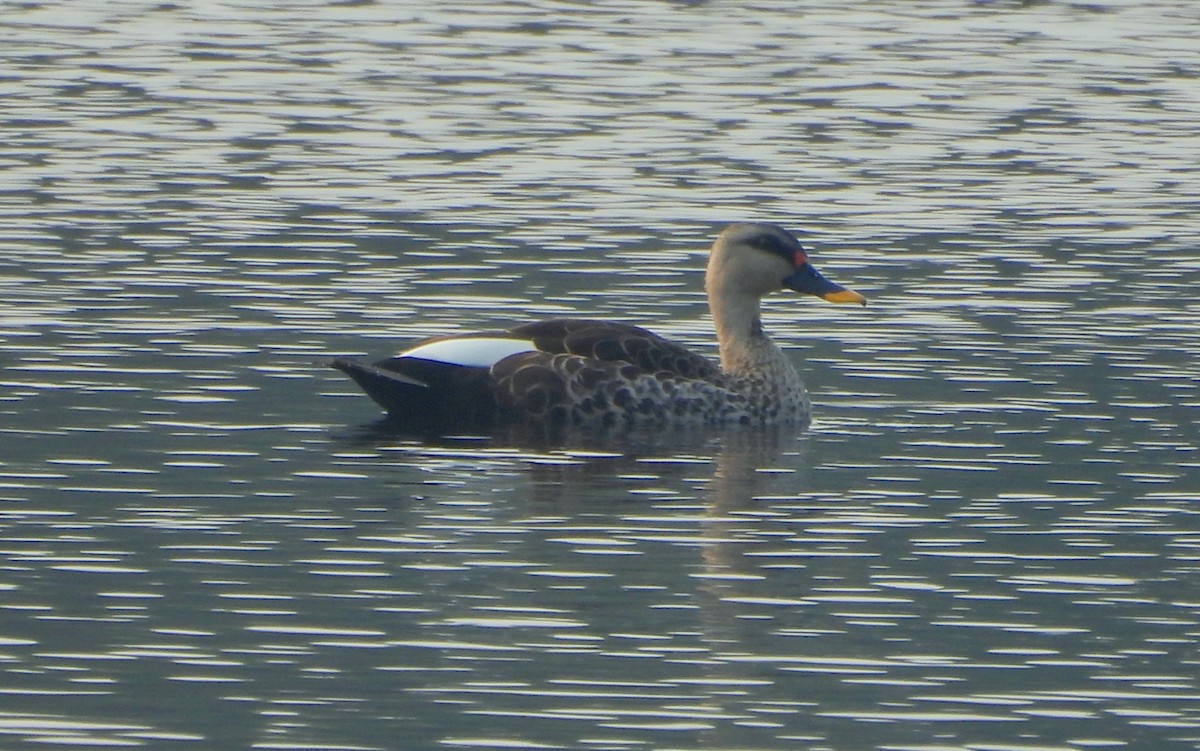 Indien-Fleckschnabelente - ML645826358