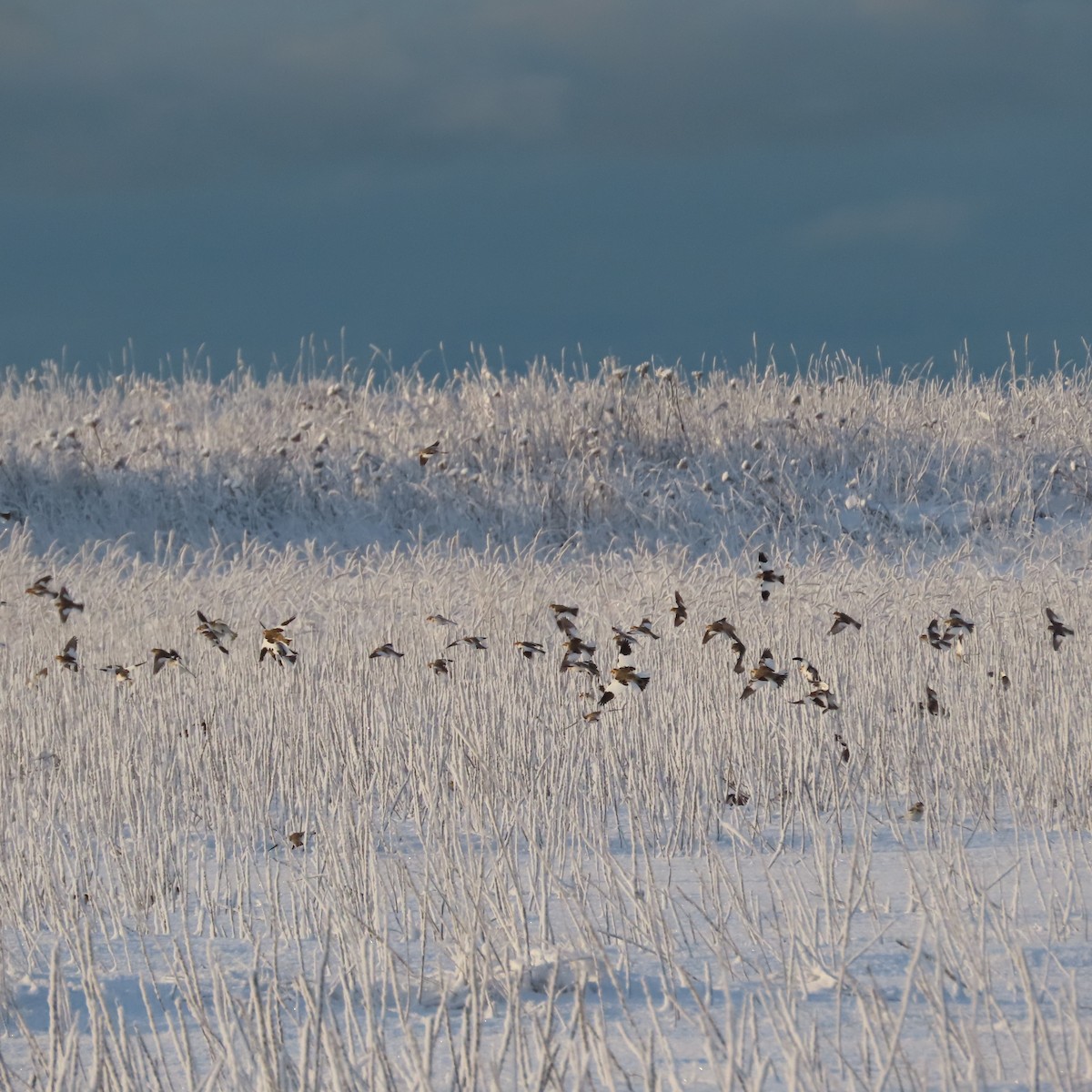 Schneeammer - ML645826359