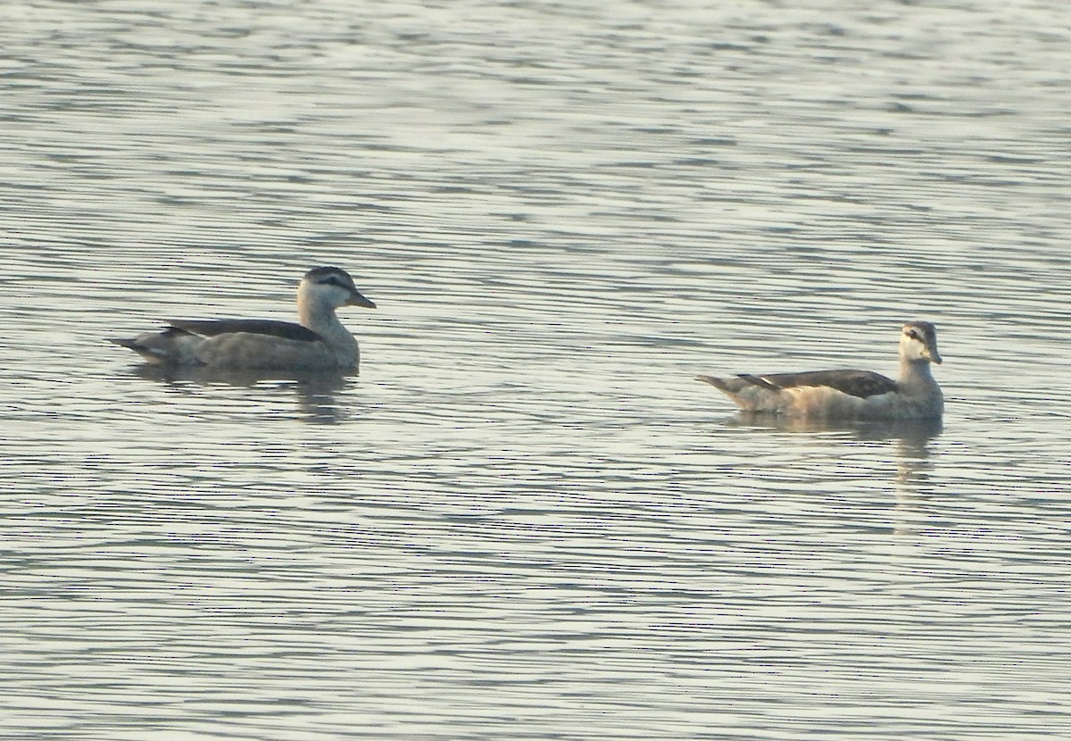 Koromandelzwergente - ML645826360