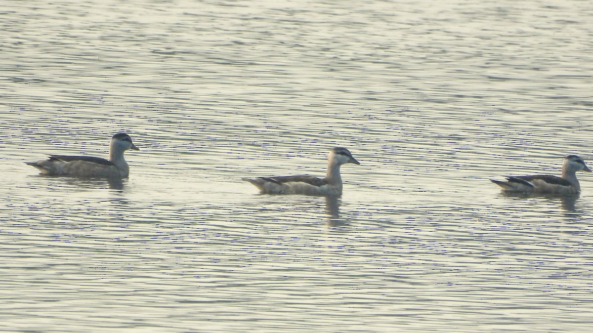 Koromandelzwergente - ML645826361