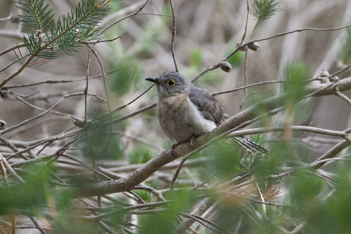 Fächerschwanzkuckuck - ML645826362