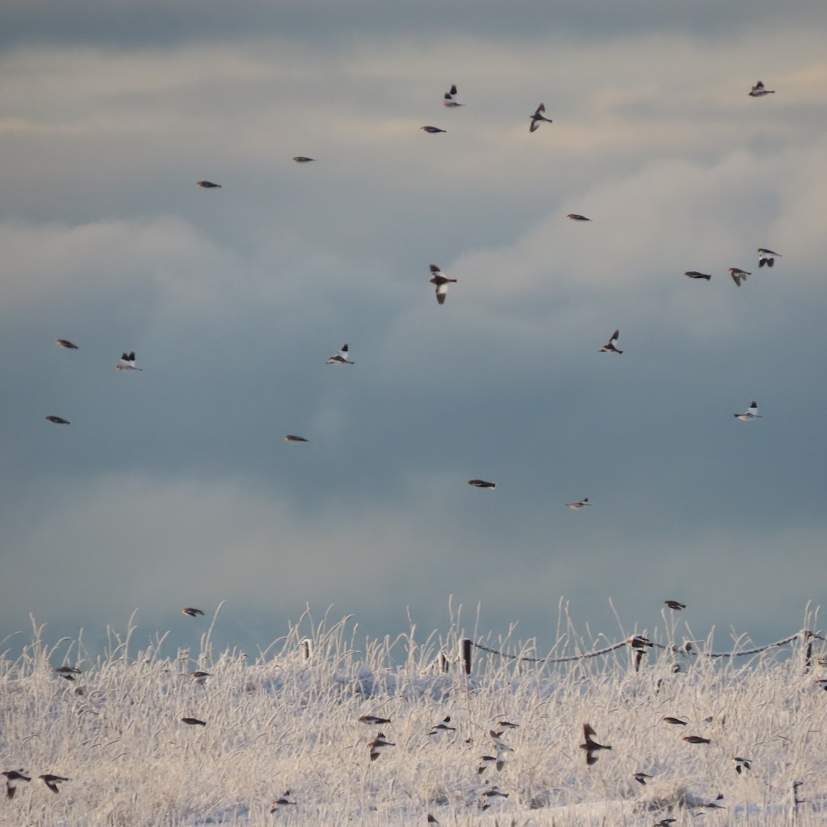 Schneeammer - ML645826364