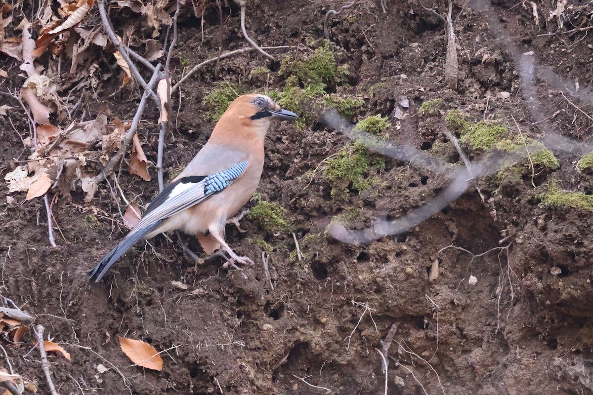 Eichelhäher [brandtii-Gruppe] - ML645826365