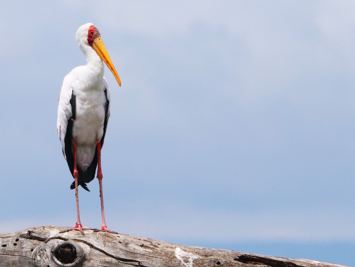 Nimmersatt - ML645826366