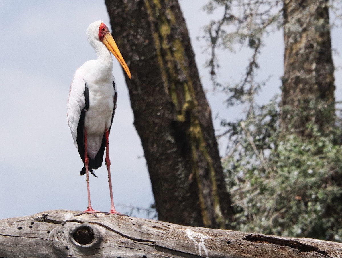 Nimmersatt - ML645826367