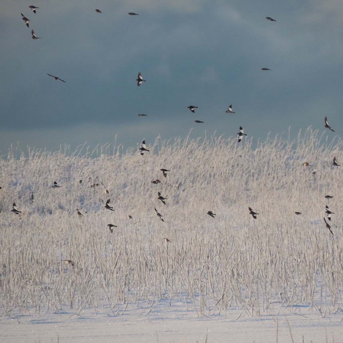 Schneeammer - ML645826368