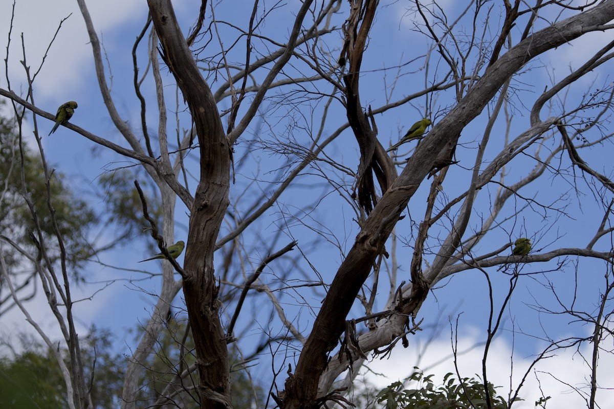 Schmucksittich - ML645826371