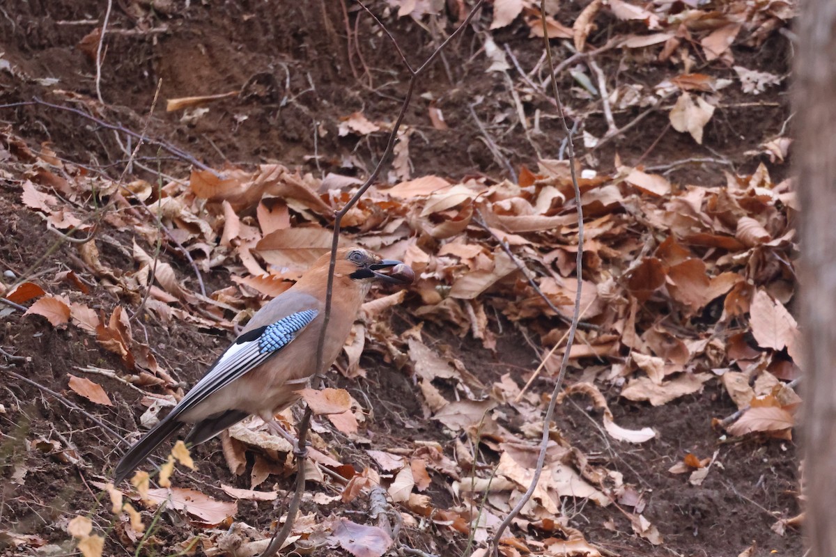 Eichelhäher [brandtii-Gruppe] - ML645826373