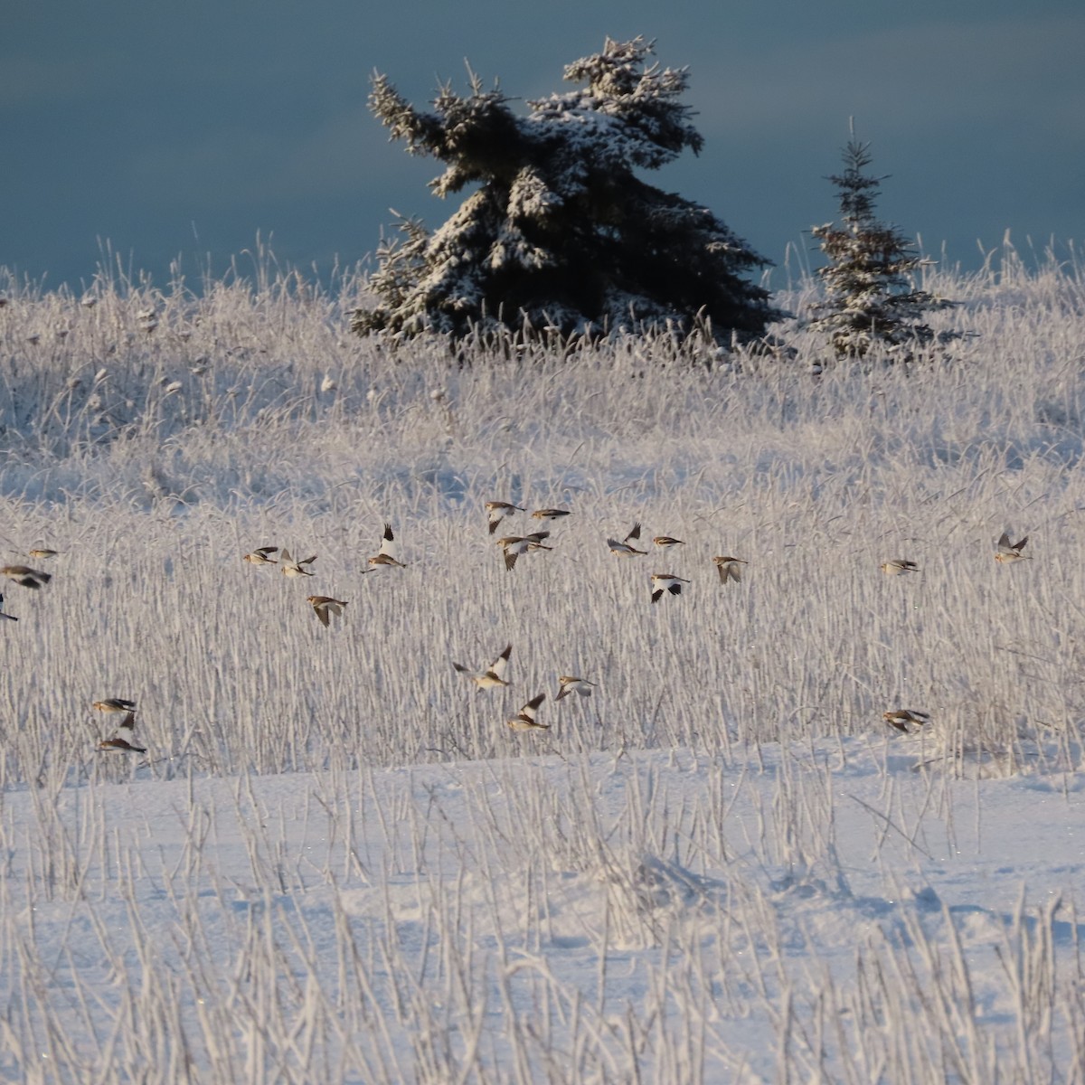 Schneeammer - ML645826378