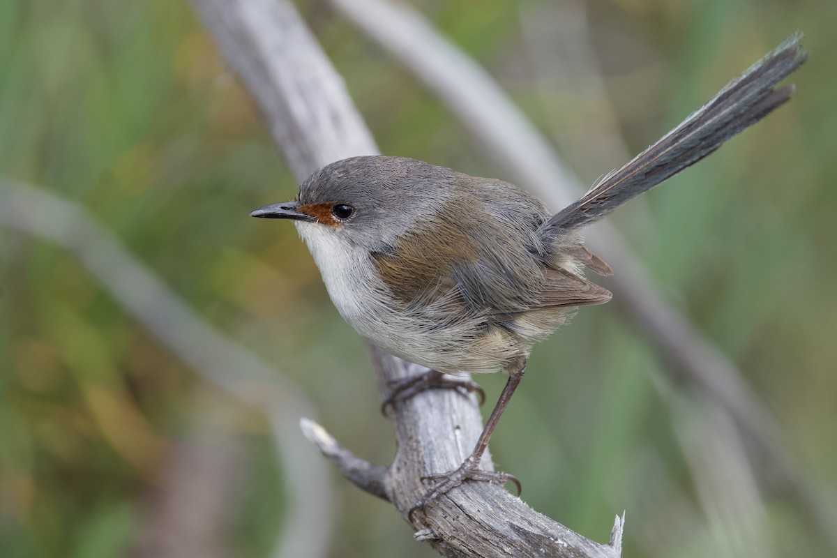 Silberkopf-Staffelschwanz - ML645826382