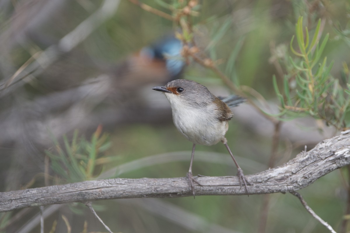 Silberkopf-Staffelschwanz - ML645826383