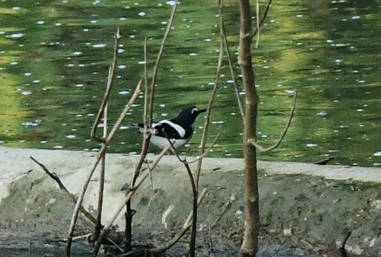 Schwarzrücken-Scherenschwanz - ML645826384