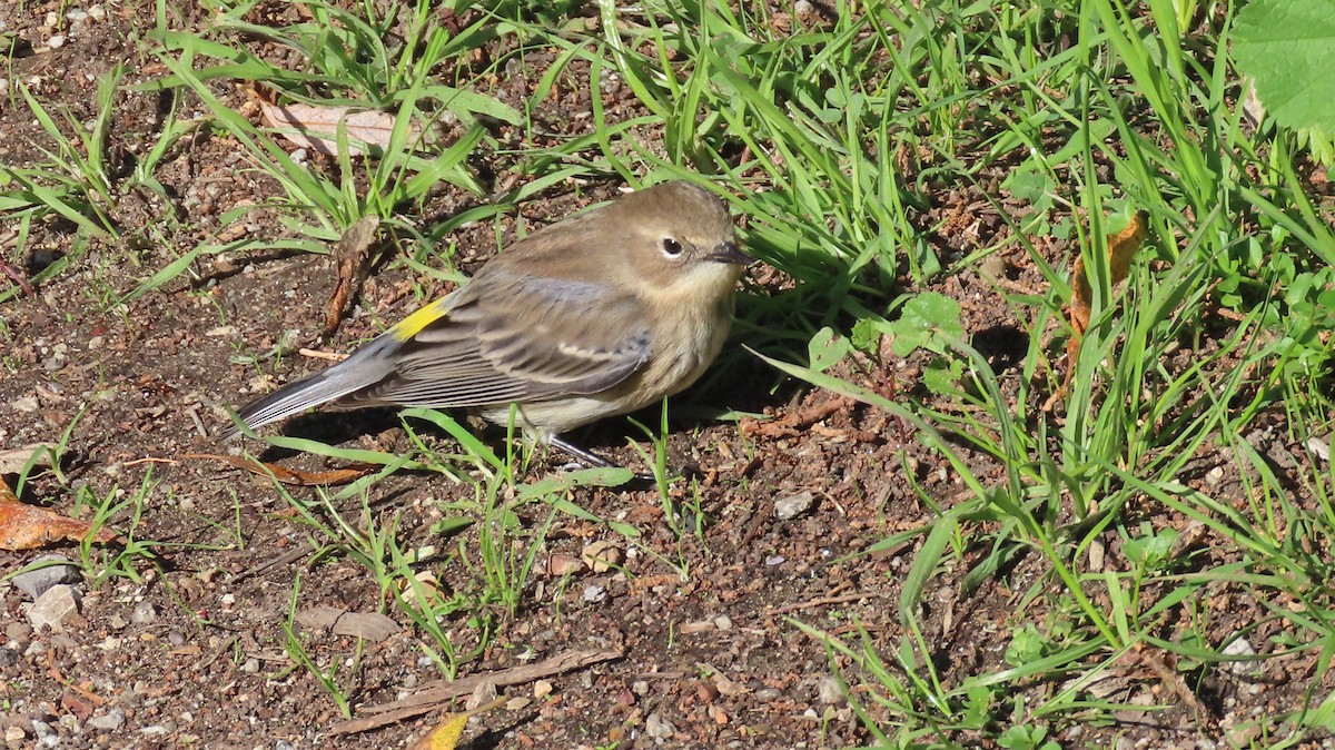 Kronenwaldsänger - ML645826385