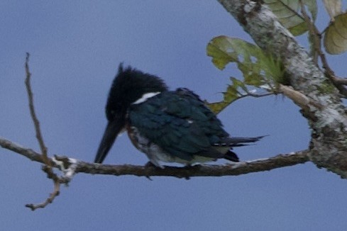 Amazonasfischer - ML645826386